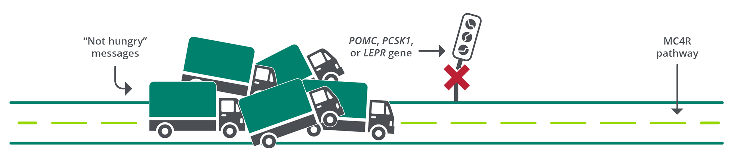 Traffic accident drawing - MC4R pathway and 'not hungry' messages